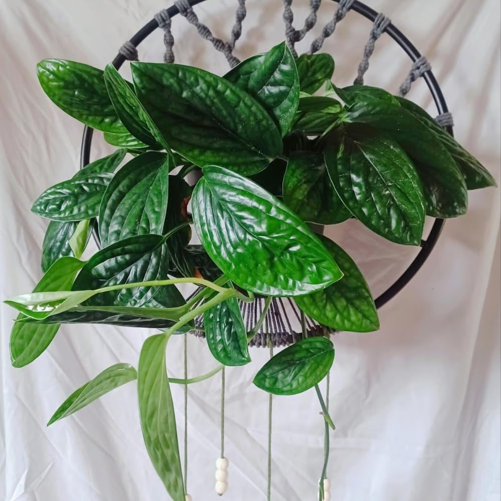 2 Monstera Plants Live, Swiss Cheese Philodendron Plant, Ornamental Tropical Well-Rooted, 4 to 5 Leaves for Indoor Houseplant (Monstera Dark Green)