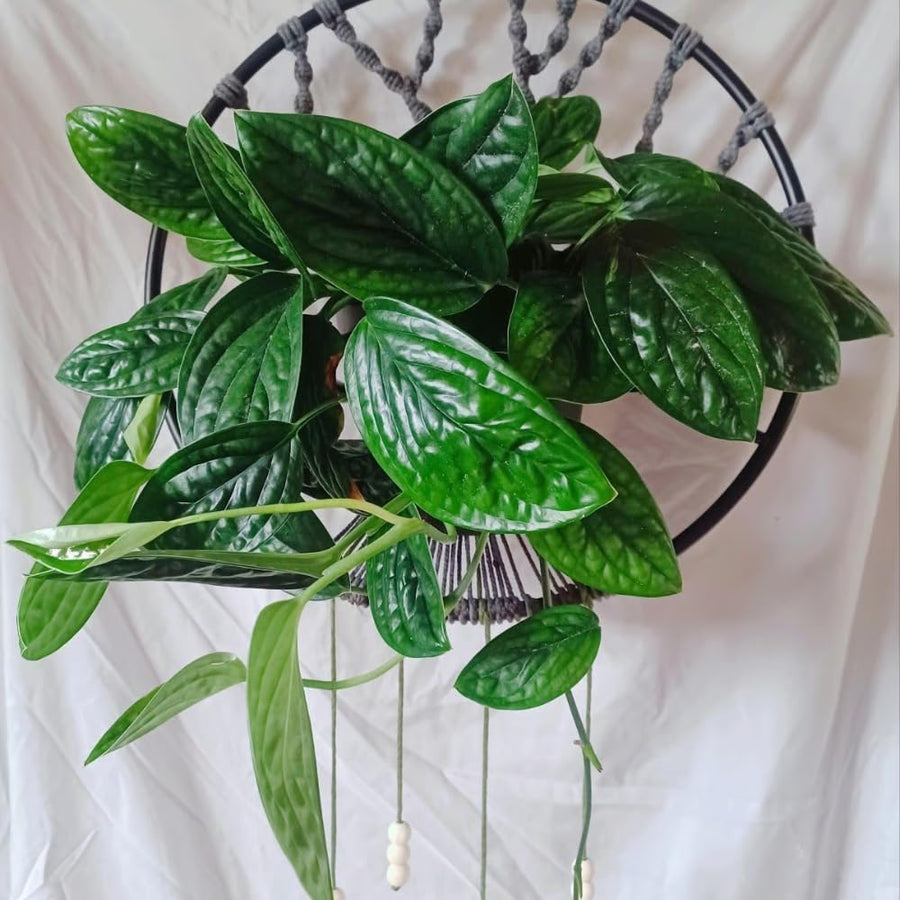 2 Monstera Plants Live, Swiss Cheese Philodendron Plant, Ornamental Tropical Well-Rooted, 4 to 5 Leaves for Indoor Houseplant (Monstera Dark Green)