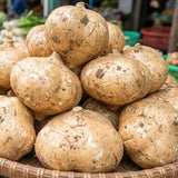 Set 48 Jicama Seeds, Jicama Plant, Vegetable Garden Seeds, Sweet Root for Outdoor Gardening