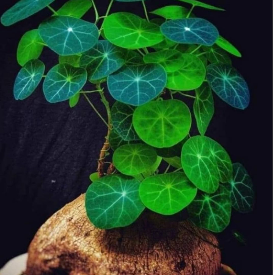 Starter 2-2.5" Stephania Cephalantha Plant Bulb, Various Size Caudex, Rare Succulent with No Hair Roots, Home Decor, Houseplant, Cold Hardy (4 to 5 Cm Caudex)