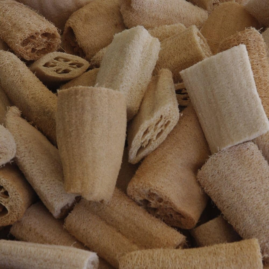 Pack 70 Luffa Sponge Gourd Seed for Planting, Luffa Vegetable Seeds for Planting, Loofah Seed