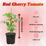 Red Cherry Tomato Plant Live, Tomato Plants Live for Planting, Sweet Fruit, 8-10 Inches in Height, 4 Inch Pot