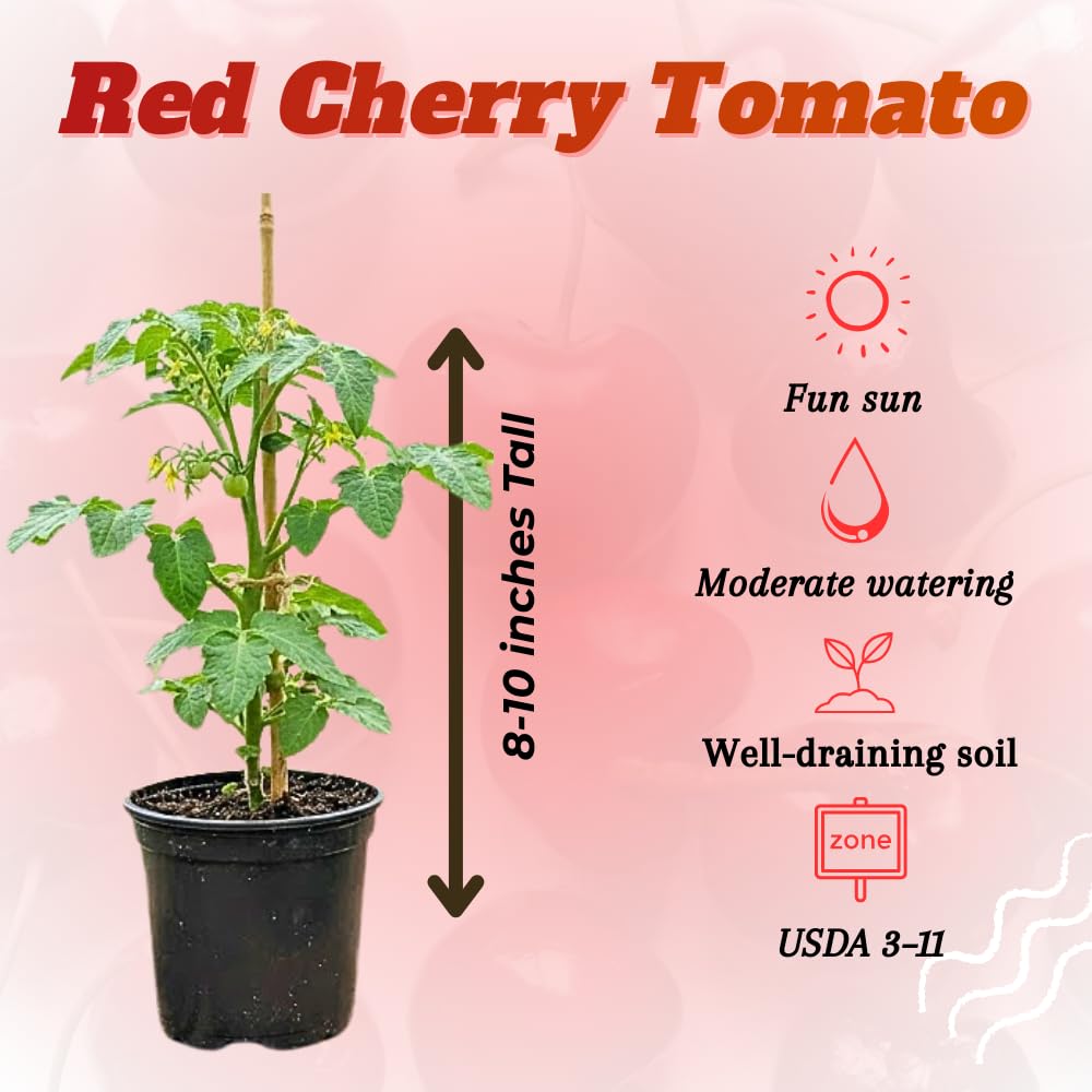Red Cherry Tomato Plant Live, Tomato Plants Live for Planting, Sweet Fruit, 8-10 Inches in Height, 4 Inch Pot