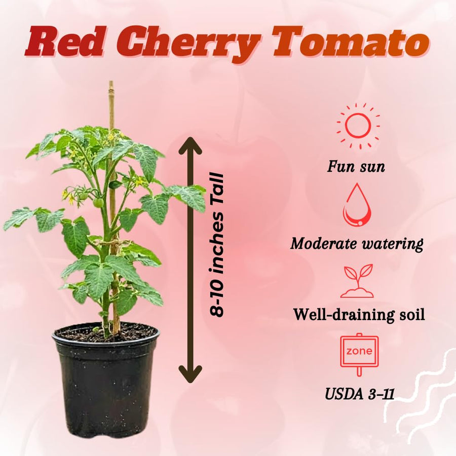 Red Cherry Tomato Plant Live, Tomato Plants Live for Planting, Sweet Fruit, 8-10 Inches in Height, 4 Inch Pot
