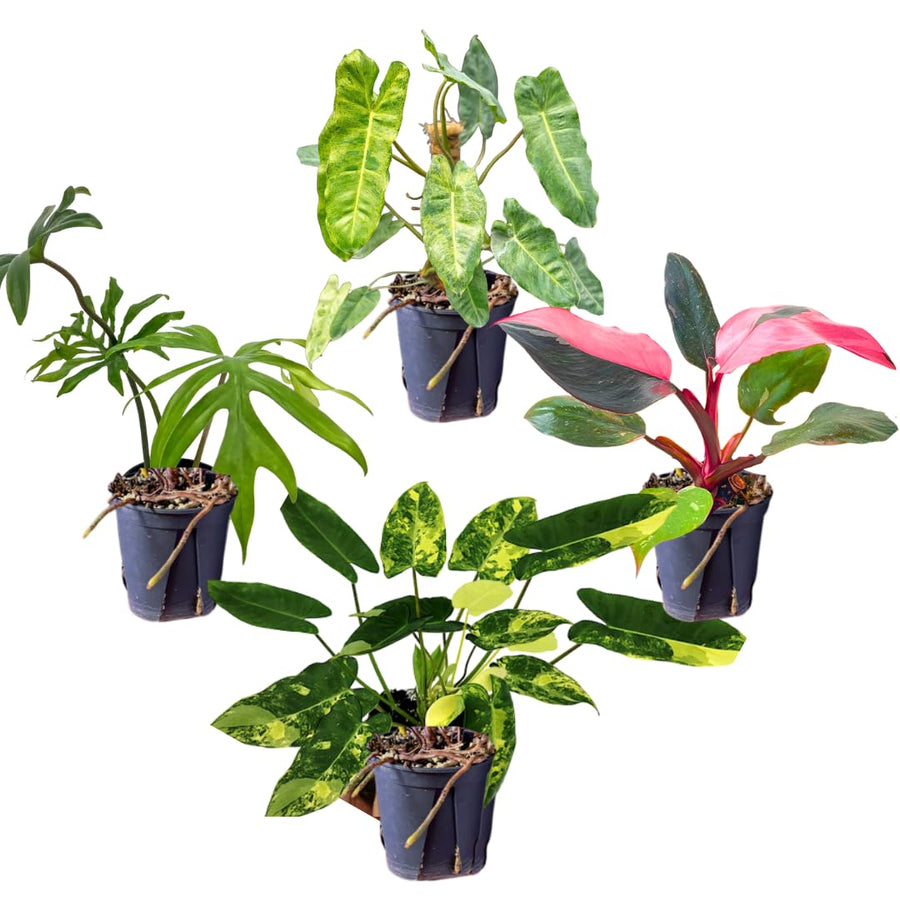 2 Rare Philodendron Live Plants Varieties Collection, Philodendrons Plants Size 5-9 Inc for Indoor Houseplant Décor, Ornamental Tropical Well-Rooted (Random Philodendron Plants)