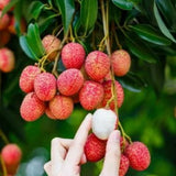 Lychee Tree Live, 3 Feet Tall Litchi Fruit Tree, Sweet Tropical Lychee for Outdoor or Indoor Planting