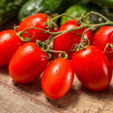 Lot 4 Tomato Plants Live for Planting Outdoors, Large and Juicy Tomatoes, Well Rooted, 6 to 8 Inch - Plum Tomato