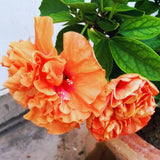 2 Hardy Hibiscus Plants Live, Hibiscus Flowers Plants Tree, 3 to 5Inc Long (Double Orange)