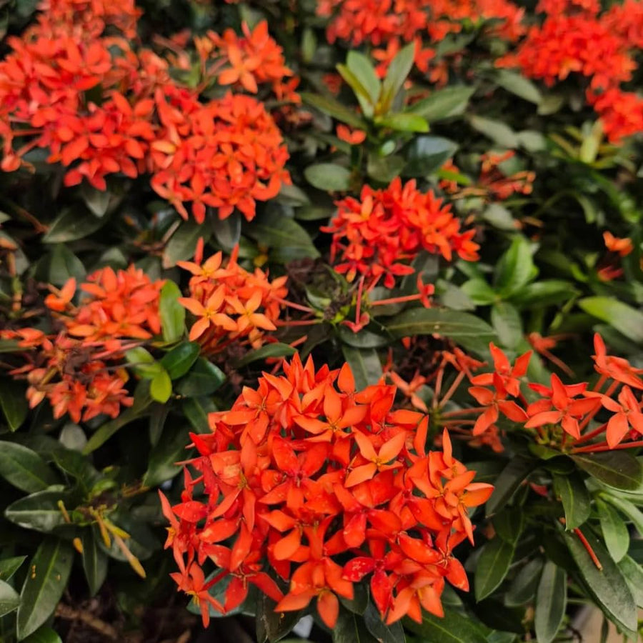 Set 4 Orange Red Ixora Plants Well Rooted, Ixora Flowering Shrub Plugs 3-5 Inches, Tropical Ixora Bush for Growing