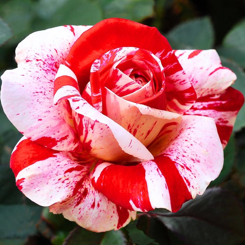 Red Pink Mini Rose Plant Live, Miniature Rose Bush in 3" Pot, Indoor Outdoor Flowering Plant, Compact Live Rose for Gifts and Gardens