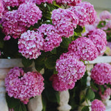 Pink Hydrangea Plant Live, Hydrangea Tree Live Plant Outdoors, 5 to 7 Inches Tall, Shrub Bush Plant