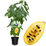 Large Pack 4 Paw Paw Trees Live Plants, Pawpaw Asimina Triloba Plant Live Tree Well Rooted from 6 to 12 Inc Tall, Mango Papaya Like