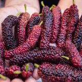 Pakistan Mulberry Plant Live 10-12 Inch Tall, Long Mulberry Fruit Tree Live Plant, Sweet Mulberries Tree