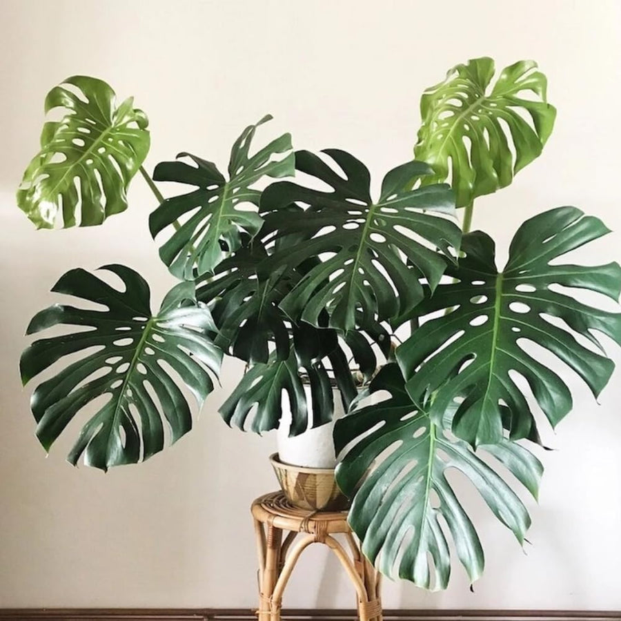 2 Swiss Cheese Plants Live, Monstera Live Plants, Swiss Cheese Philodendron House Plants for Planting, Rare Leaf Monstera 4 to 6 Leaves (Monstera Deliciosa Round Leaf)