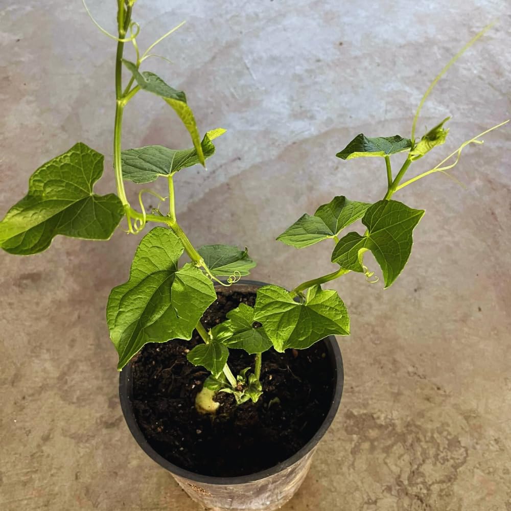Chayote Squash Plant Live, Vegetable Plant Live, 8 to 10 Inc Tall