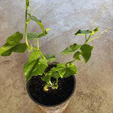 Chayote Squash Plant Live, Vegetable Plant Live, 8 to 10 Inc Tall
