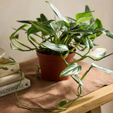 2 Monstera Plants Live, Swiss Cheese Philodendron Plant, Ornamental Tropical Well-Rooted, 4 to 5 Leaves for Indoor Houseplant (Monstera Variegated Yellow Green)