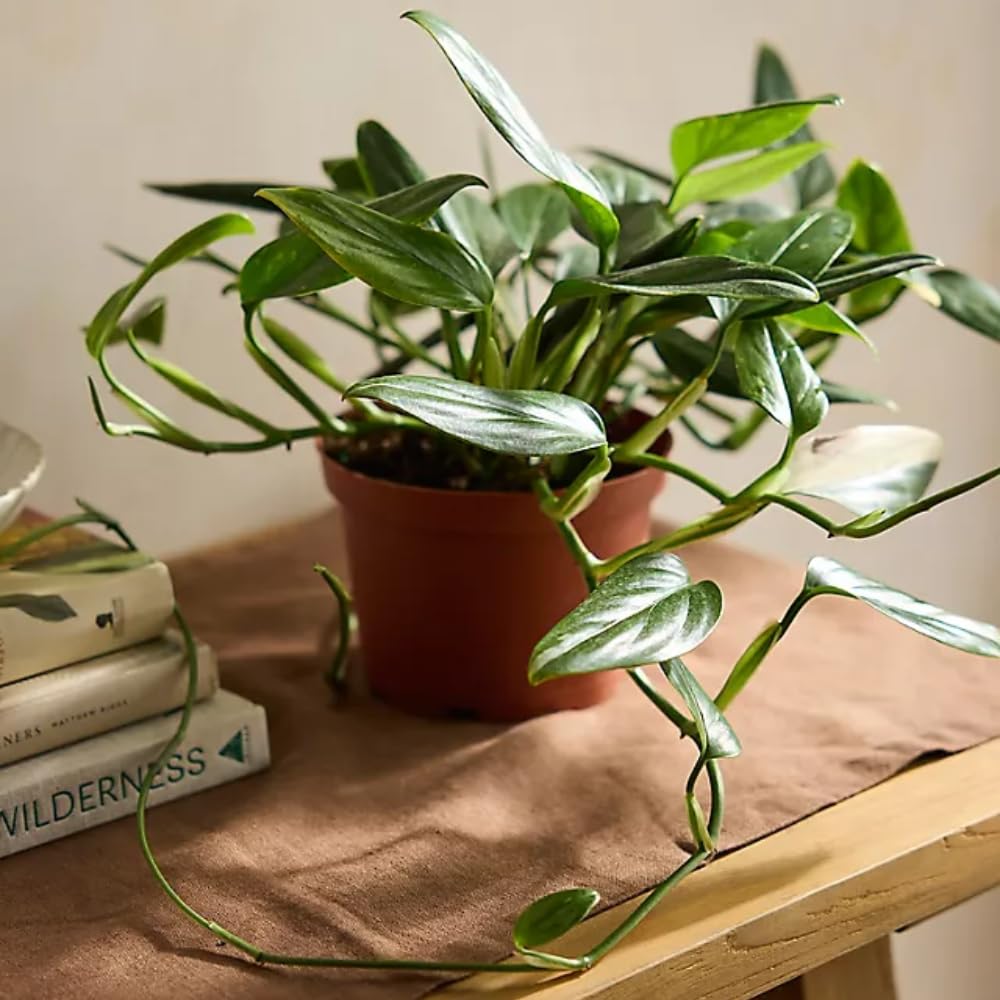 2 Monstera Plants Live, Swiss Cheese Philodendron Plant, Ornamental Tropical Well-Rooted, 4 to 5 Leaves for Indoor Houseplant (Monstera Variegated Yellow Green)