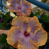 Purple Yellow Hibiscus Plant Live, Well-Rooted Hibiscus Flowers, 5-7 Inches Tall, Tropical Flowering for Indoor Outdoor Planting