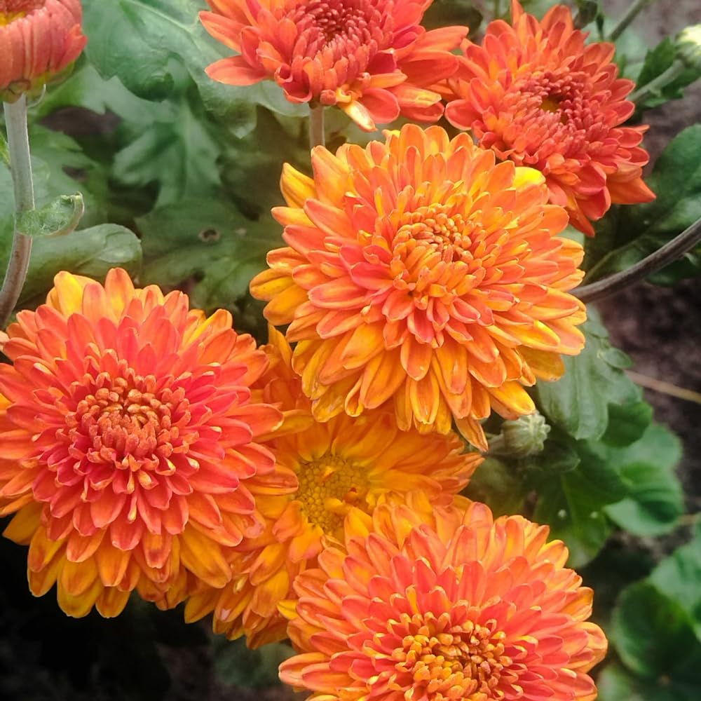 2 Orange Chrysanthemum Plants Live, Mums Plants Live, 5 Inc to 8 Inc Long, Mum Live Plant for Gardening Growing