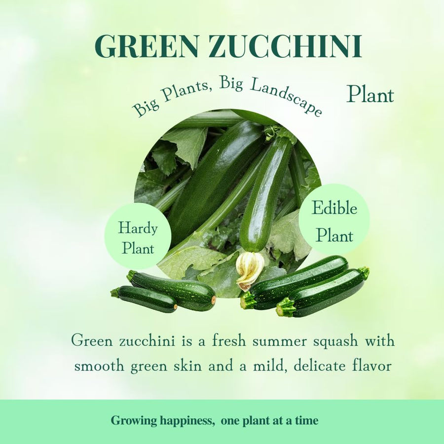 2 Green Squash Zucchini Plants in 4'' Pot, Live Squash Plants, 3-5'' Tall, Squash Zucchini Plants, 2 Plants Per Pot