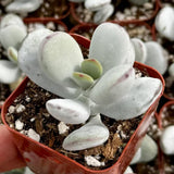Cotyledon Orbiculata Succulent Live Plant Potted, Trailing Succulent Rare House Plant for Home Office Decoration, Indoor Outdoor Growing, 2" Pot, Starter Plants
