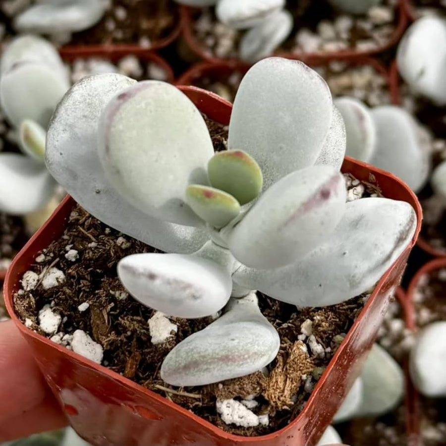 Cotyledon Orbiculata Succulent Live Plant Potted, Trailing Succulent Rare House Plant for Home Office Decoration, Indoor Outdoor Growing, 2" Pot, Starter Plants
