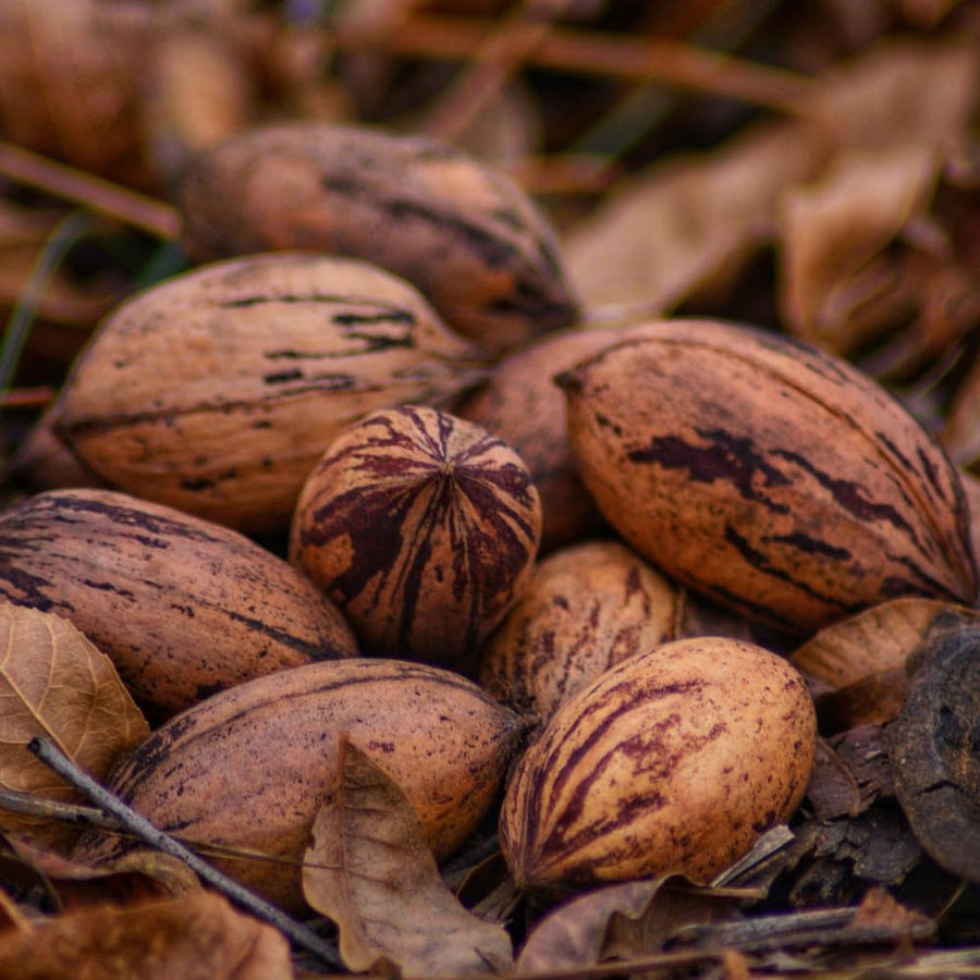Set 2 Pecan Tree Live Plant for Planting, Edible Nut Tree, 10-12 Inches Tall, Dormant, Bare Roots, Pecan Tree Seedling for Outdoor Garden
