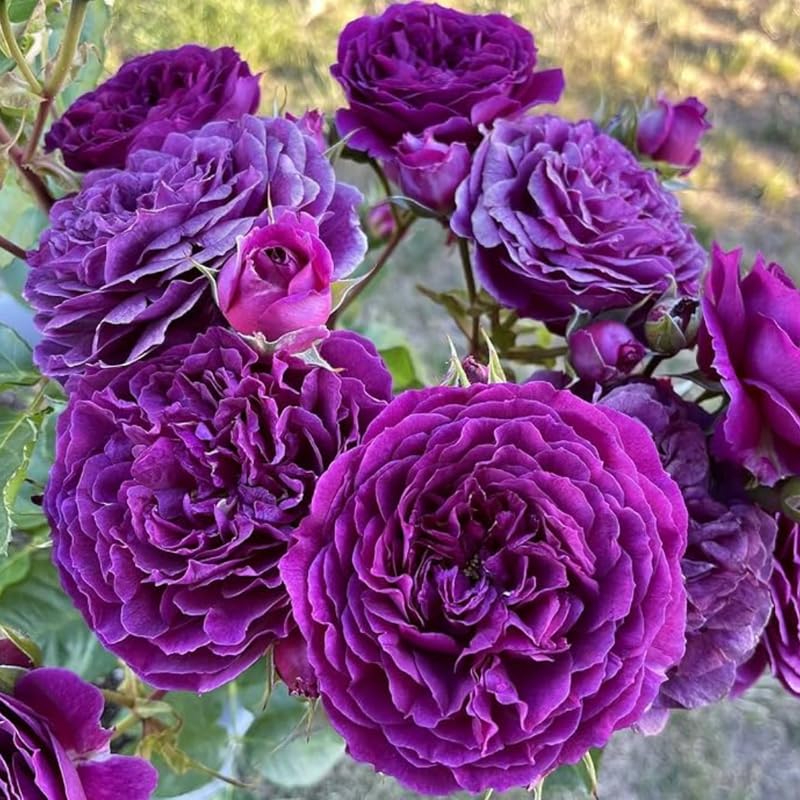 Puple Rose Live Plant, Pink Climbing Rose Plant Live, Purple Climber Plant for Planting, No Leaf, Trim Back, Well Rooted, Bare Root
