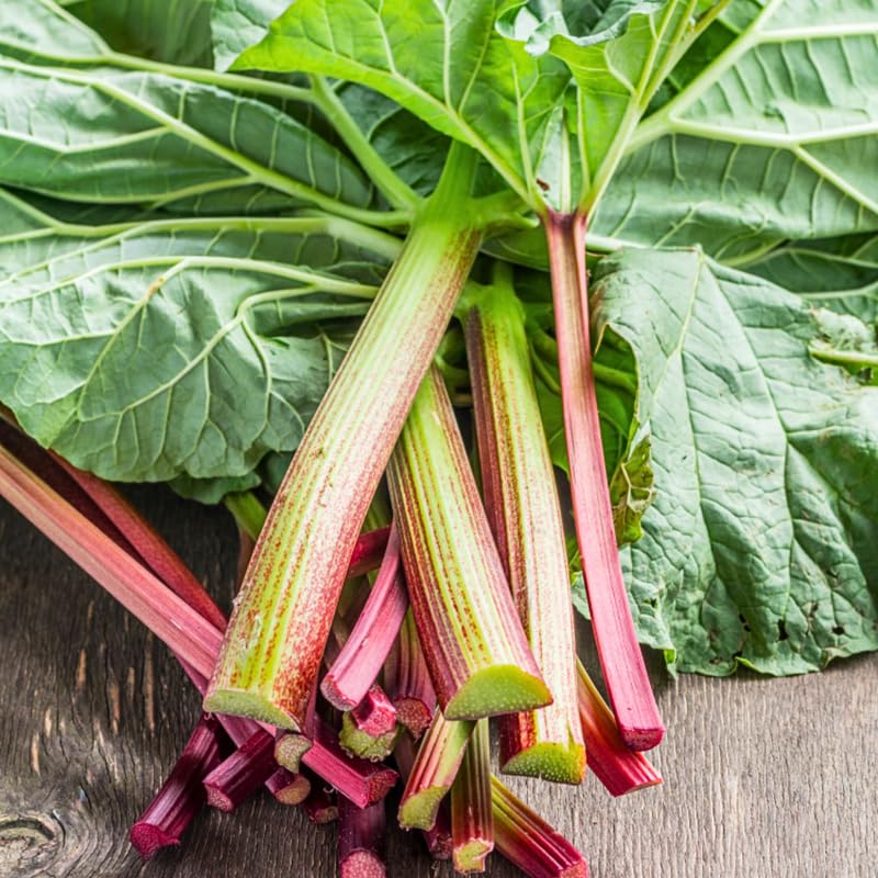 5 Rhubarb Plants for Planting, Red Stalks Rhubarb Roots, Large Size, Fast Growing, Hardy Perennial Vegetable for Outdoor Planting