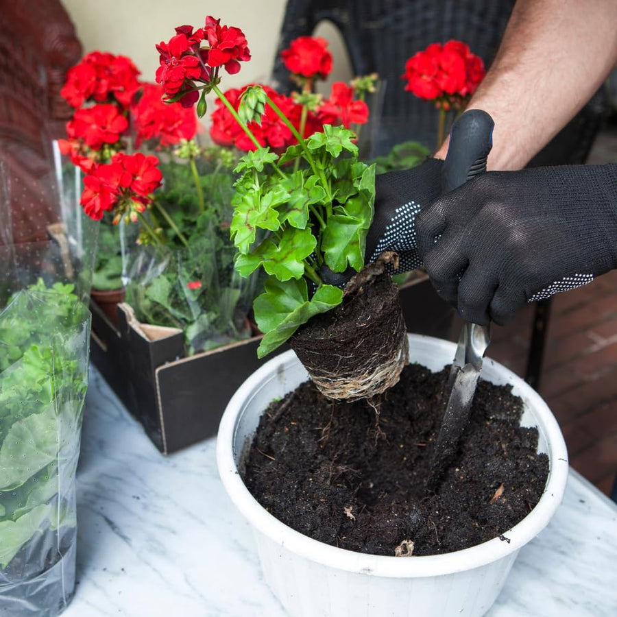 2 Geranium Plants Live, Live Geranium Plant, Red Geranium Flower Plants 4 to 6 Inches Tall, Easy to Plant