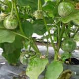 Pack of 100 Green Round Eggplant Seeds for Planting, Assorted Eggplant Vegetable Seeds for Outdoor Gardening, Suitable for Home Garden Beds, Raised Beds, or Containers