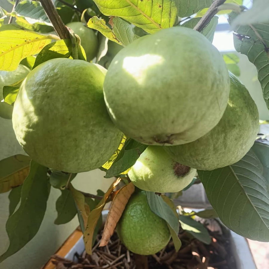 Sweet White Guava Tree Live Plant, Potted 8-10" in Tall Tropical Fruit Tree, Zones 9-11 for Outdoor Indoor Planting