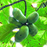 Paw Paw Tree, Pawpaw Tree Live Plant, Cold Hardy Fruit Plant, Bareroots from 8-12 Inches Tall, Ready for Outdoor Garden