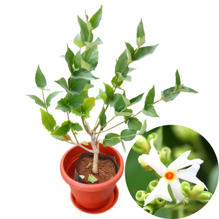 1 Year Old Parijat Tree Plant Live, Fragrant Night Flowering Jasmine Climbing Bush Tree Live Plant for Growing, Half Gallon Size, No CA