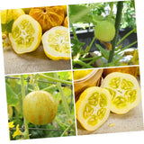Lemon Cucumber Plants Live, 2 Plants Per Pots, Vegetable Plants, Cucumber Live Plants for Outdoor Planting, Live Cucumbers Plants