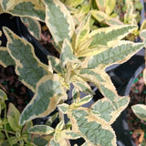Butterfly Bush Plant for Planting, Size 5 to 7 Inch Tall Plant, Without Pot, Butterfly Bushes Plants (Dark Pink Flowers)