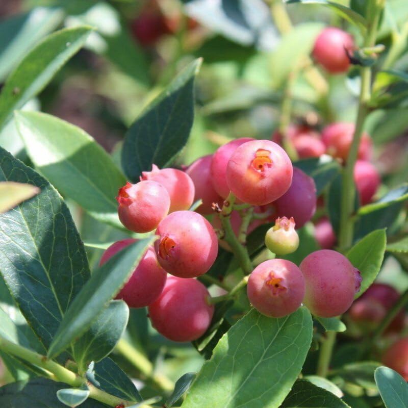 2 Blueberry Plant Live 1 Year Old, Sweet Blueberry Bush Live Plant, Blueberry Tree Live, Blueberries Shrub (Earliblue Blueberry Plants)