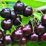 2 Black Cherry Trees Live Plants for Planting, Sweet Cherry Plants Live Fruits Trees, Bareroots Dormant 1-1.5 Feet Tall, Wild Black Cherry Seedlings