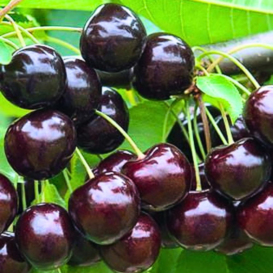 2 Black Cherry Trees Live Plants for Planting, Sweet Cherry Plants Live Fruits Trees, Bareroots Dormant 1-1.5 Feet Tall, Wild Black Cherry Seedlings