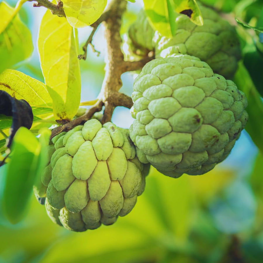 Sugar Apple Tree Live Plant, Custard Apple Plant Live Between 3 and 4 Feet Tall, Sweet Fruit Tree Home Garden