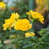 Rose Plant Live Ready to Grow Outdoor Indoor, 7-10 Inch Tall, Heirloom Rose Bush Live Plant for Planting, Repeat Blooming Fragrant Rose (Yellow Rose)