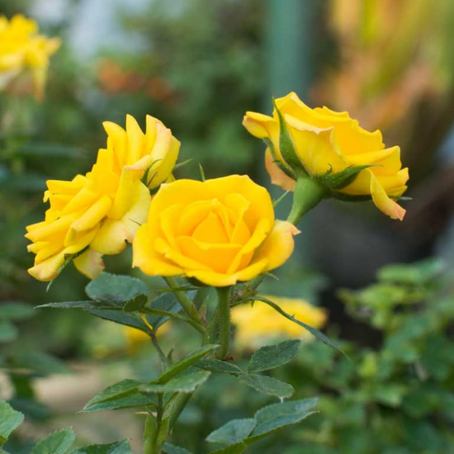 Rose Plant Live Ready to Grow Outdoor Indoor, 7-10 Inch Tall, Heirloom Rose Bush Live Plant for Planting, Repeat Blooming Fragrant Rose (Yellow Rose)
