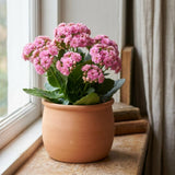 Double Pink Kalanchoe Succulent Live Plant, 4-7 Inches Tall in Pot, Colorful Flowering Houseplant, Vibrant Pink Double Blooms for Growing