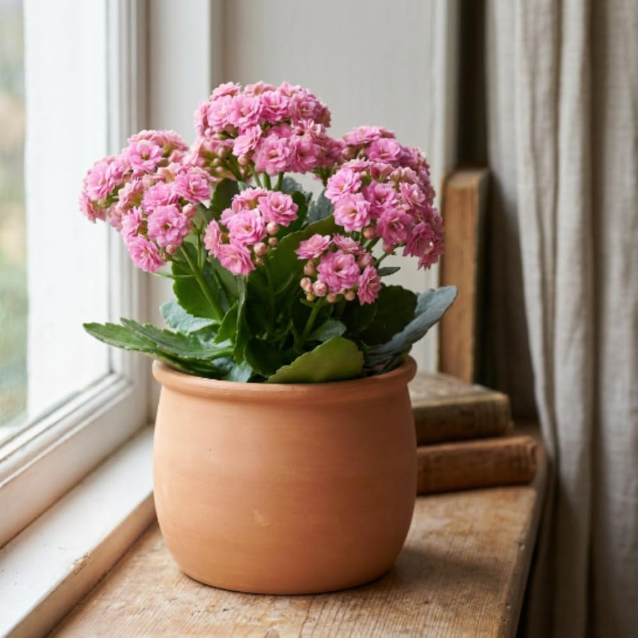 Double Pink Kalanchoe Succulent Live Plant, 4-7 Inches Tall in Pot, Colorful Flowering Houseplant, Vibrant Pink Double Blooms for Growing