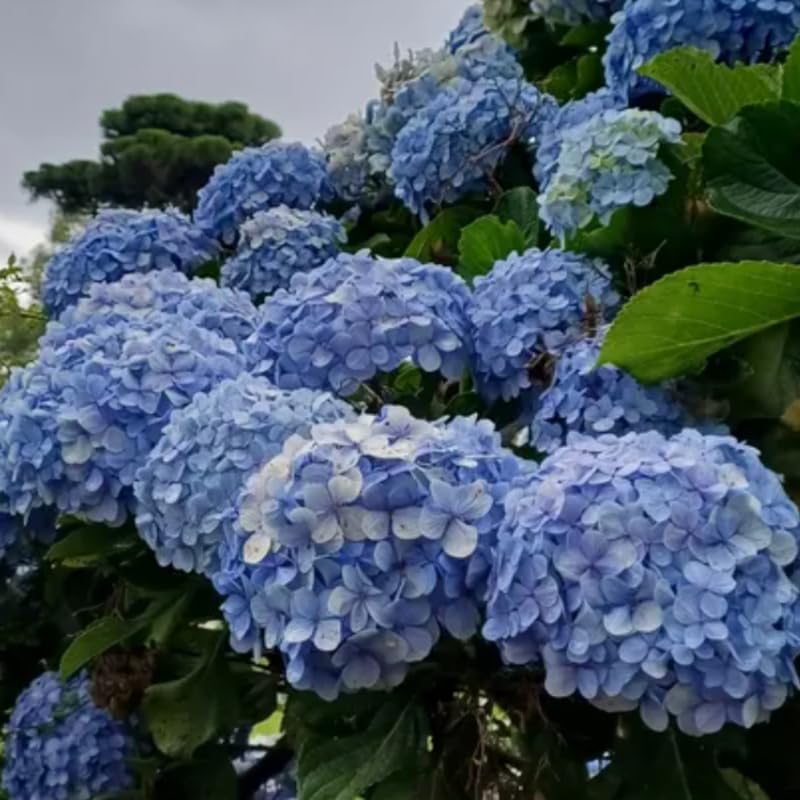 Blue Hydrangea Plant Live, Hydrangea Tree Live Plant Outdoors, 5 to 7 Inches Tall, Shrub Bush Plant