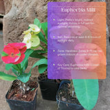 Euphorbia Milii Live Plant, Crown of Thorns Live Plant, Mix Flower Houseplant, 5-8 Inc Tall, Cold Hardy (Yellow)
