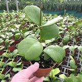 Hoya Kerrii Plant Live, 3-5'' Tall, Hoya Plants Live Houseplant, Well-Rooted for Indoor Outdoor Landscape