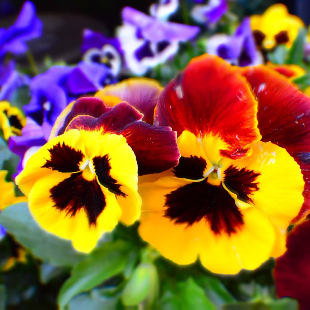 Set 2 Pansy Plants Live, Live Pansies Plant, Assorted Flowers, 4-7 Inc Tall, Solid Bloom Pansy, Colorful Pansies Seedling for Ground Cover, Hanging Basket and Container