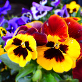 Set 2 Pansy Plants Live, Live Pansies Plant, Assorted Flowers, 4-7 Inc Tall, Solid Bloom Pansy, Colorful Pansies Seedling for Ground Cover, Hanging Basket and Container
